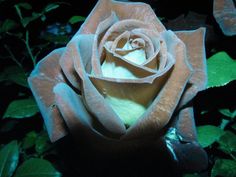 a pink rose with green leaves in the background, it is lit up and ready to be