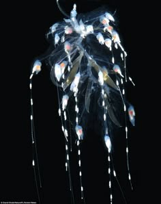 a group of white and orange lights hanging from the side of a black ceiling fixture