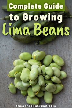 the complete guide to growing lima beans