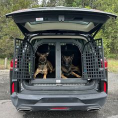 two german shepherd dogs sitting in the back of a vehicle with their rear doors open