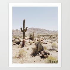 a cactus in the desert with mountains in the background