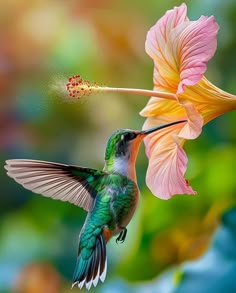 a hummingbird feeding from a flower with its beak open and wings extended to the side