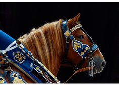 a brown horse wearing blue and gold bridles