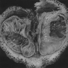 black and white photograph of the inside of an animal's stomach