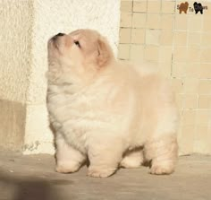 a small white puppy standing next to a wall and looking up at something in the air