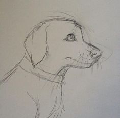 a pencil drawing of a dog's head in profile, looking to the side