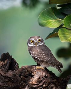 an owl sitting on top of a tree branch