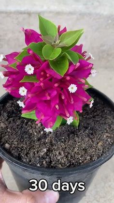 there is a small potted plant with purple flowers in it that says 30 days