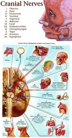 the anatomy of the cranial nervous system and its major functions in human body