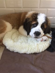 a brown and white dog laying on top of a bed