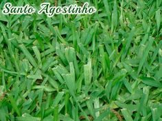 green grass with the words sanito agostino written in white on it and an image