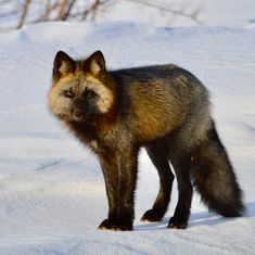 a red fox standing in the snow with its eyes closed