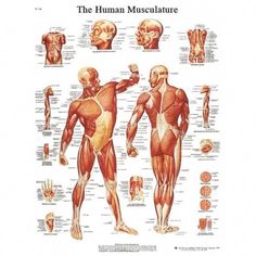 the human muscle is shown in this diagram, with muscles highlighted and labeled on each side