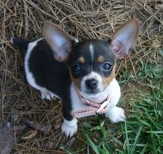 a small black and white dog sitting on top of grass next to some dry grass