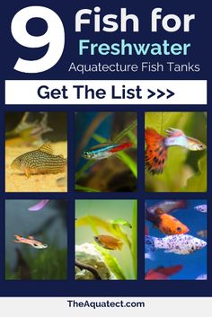 the 9 fish for freshwater aquariums list