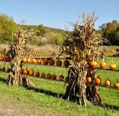 pumpkins and corn stalks are arranged on a fence in a field near a road