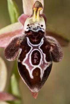 a close up of a flower with an insect on it's back