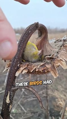 a bird sitting on top of a tree branch next to a person's hand