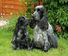 two black and white dogs sitting in the grass next to each other with their noses touching