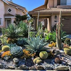 an assortment of cactus and succulents in front of a house with driveway