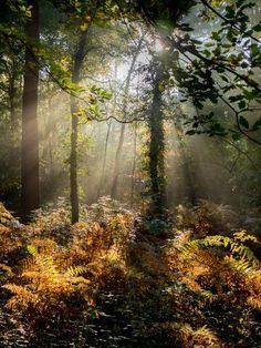 sunbeams shine through the trees in a forest