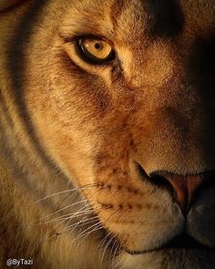 a close up of a lion's face with yellow eyes