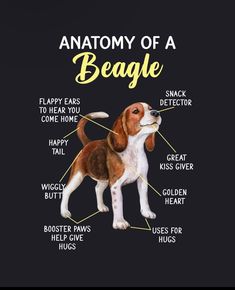 the anatomy of a beagle