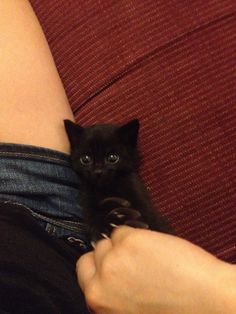 a person holding a small black kitten in their lap on a red couch with blue jeans