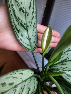 a hand holding a plant with green leaves