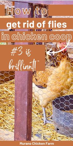 chickens and coop without flies Coop Plans Free, Importance Of Self Care, Duck Coop, Raising Farm Animals, Backyard Chicken Coop Plans, Chicken Nesting Boxes, Chicken Coop Run