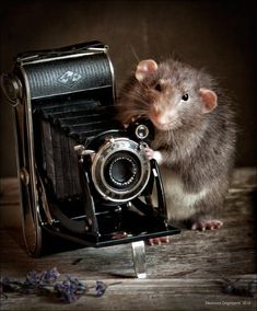 a rat sitting on top of an old camera