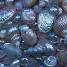 many different types of seashells are shown here in this image, one is blue and the other is gray