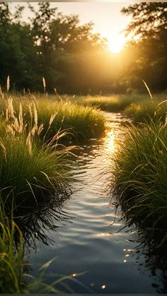 the sun shines brightly behind tall grass and water in an open area with low lying grasses