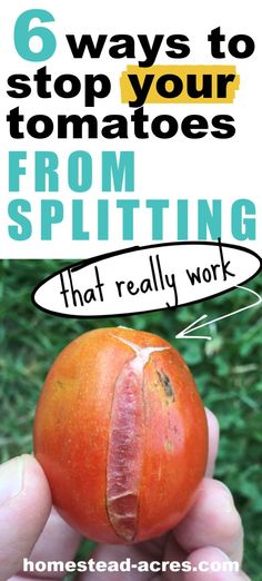 someone holding an orange in their hand with the words, 6 ways to stop your tomatoes from splitting that really work