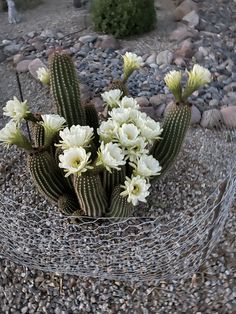 a bunch of flowers that are sitting in the dirt near some rocks and wire fence