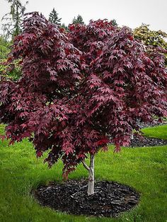 a small tree with red leaves in the grass