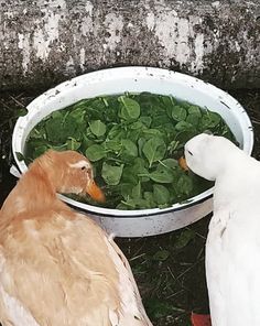 two ducks are eating greens out of a bowl