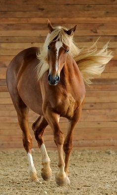 a brown horse with blonde hair running in an enclosed area