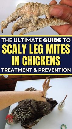 the ultimate guide to scaly leg mitts in chickens treatment and prevent them from ticks