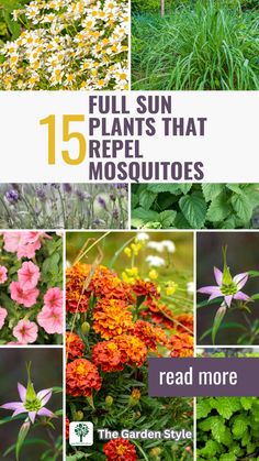 flowers and plants with the title 15 sun plants that repel mosquitoes read more