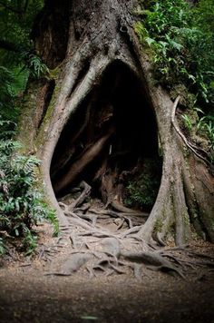 a large tree with roots growing out of it's trunk in the middle of a forest