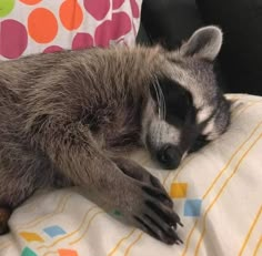 a baby raccoon is sleeping on a blanket