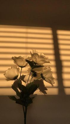 white flowers are in a vase with the sun shining through the blinds on the wall