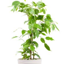 a potted plant with lots of green leaves on it's side, in front of a white background