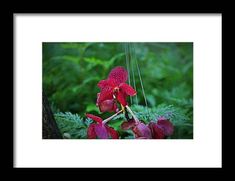 orchid, pink, flower, bloom, blossom, plant, nature, naples botanical garden, florida, michiale schneider photography Red Flowers