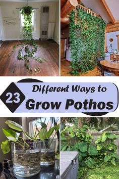 different ways to grow pothos in the garden