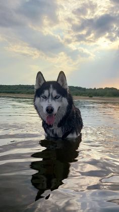 a husky dog sitting in the water with its tongue out and it's eyes open