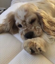 a close up of a dog laying on a bed with its head on the pillow