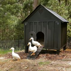 Duck House, Very Happy, Coop, Ducks, Swimming Pool, Swimming, Pool, Square