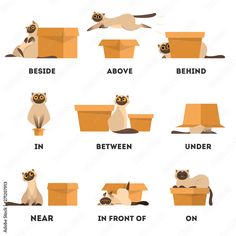 different types of cats sitting in boxes with the words above them and below one cat